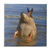 Bottoms Up Duck Tegel Tegeltje (Voorkant)
