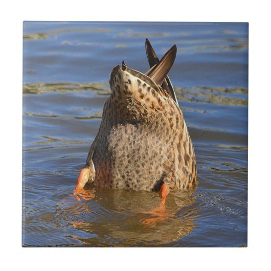 Bottoms Up Duck Tegel Tegeltje (Voorkant)