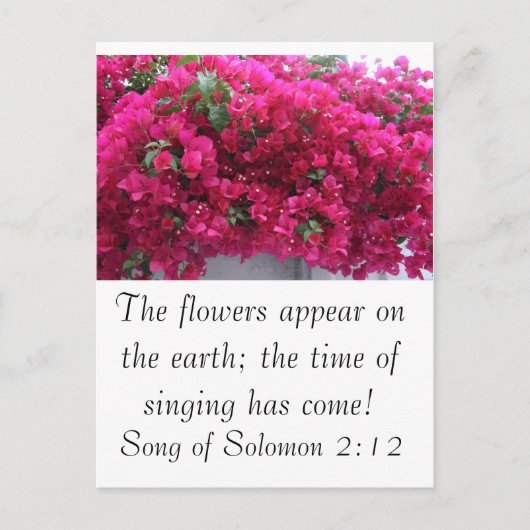 Bougainvilla - Schrift: Zong van Solomon 2:12 Briefkaart (Voorkant)