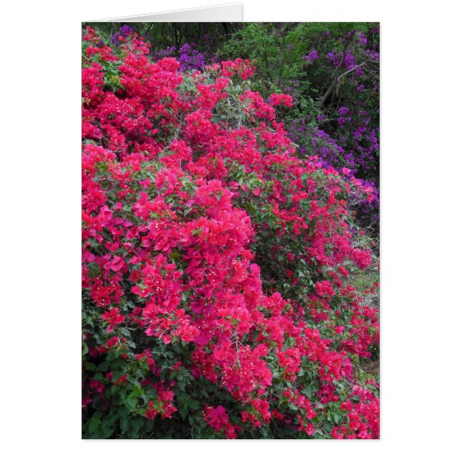 Bougainvillea (Voorkant)