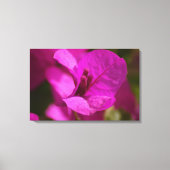 Bougainvillea Beauty Stretch Canvas Afdrukken (Voorkant)