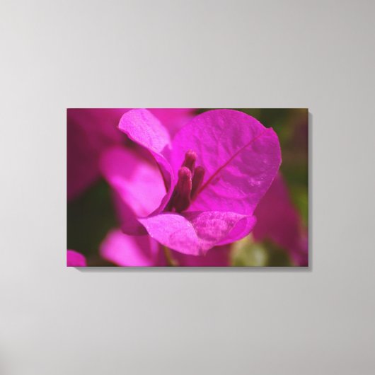 Bougainvillea Beauty Stretch Canvas Afdrukken (Voorkant)