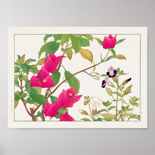 Bougainvillea, bisselbloem van Tanigami Konan Poster (Voorkant)