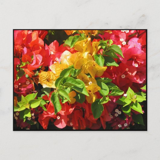 Bougainvillea Blossom Briefkaart (Voorkant)