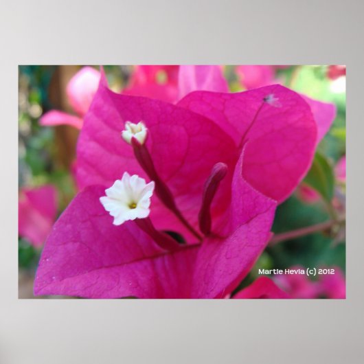 Bougainvillea Blossom Poster (Voorkant)