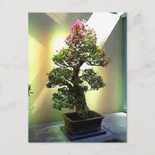 Bougainvillea Bonsai Tree Briefkaart