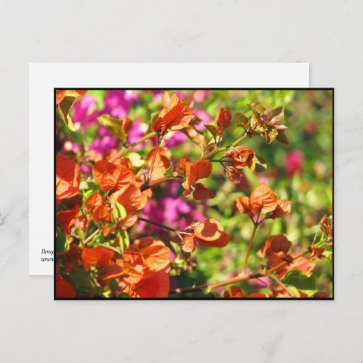 Bougainvillea Branches Briefkaart (Voorkant / Achterkant)