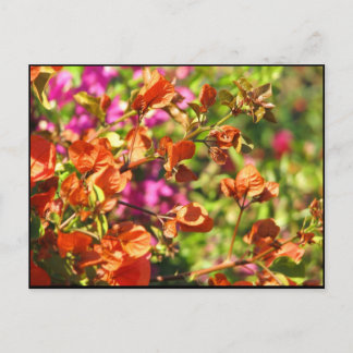 Bougainvillea Branches Briefkaart