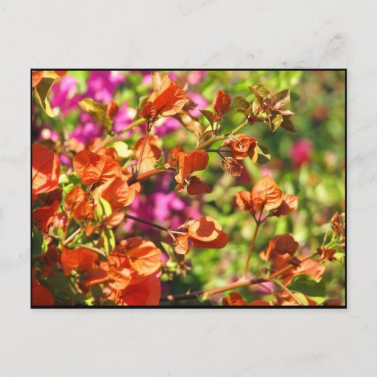 Bougainvillea Branches Briefkaart (Voorkant)
