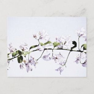 Bougainvillea Briefkaart