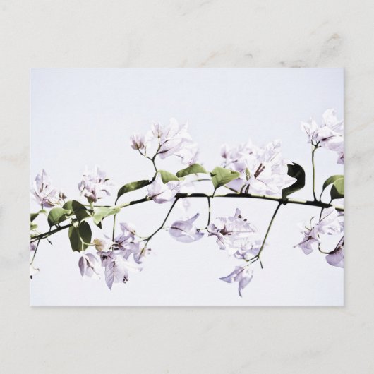 Bougainvillea Briefkaart (Voorkant)