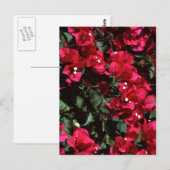 Bougainvillea Briefkaart (Voorkant / Achterkant)