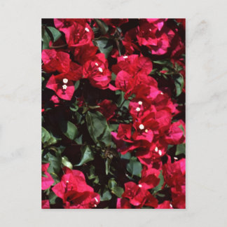 Bougainvillea Briefkaart