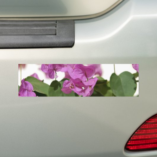 Bougainvillea Bumpersticker (Op auto)