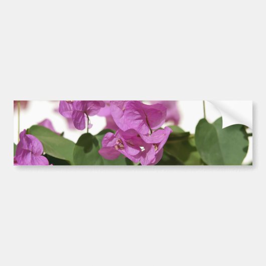 Bougainvillea Bumpersticker (Voorkant)