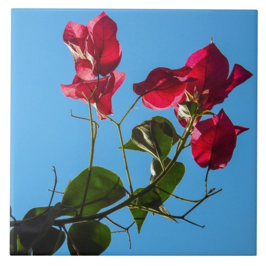 Bougainvillea Ceramic Tile Tegeltje (Voorkant)