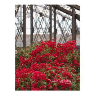 Bougainvillea en oceaan naar de brug over de oceaa foto afdruk