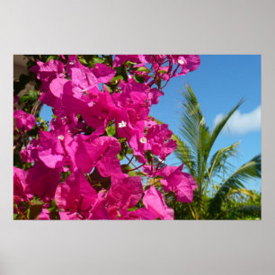 Bougainvillea en palmboom tropische natuur scene poster