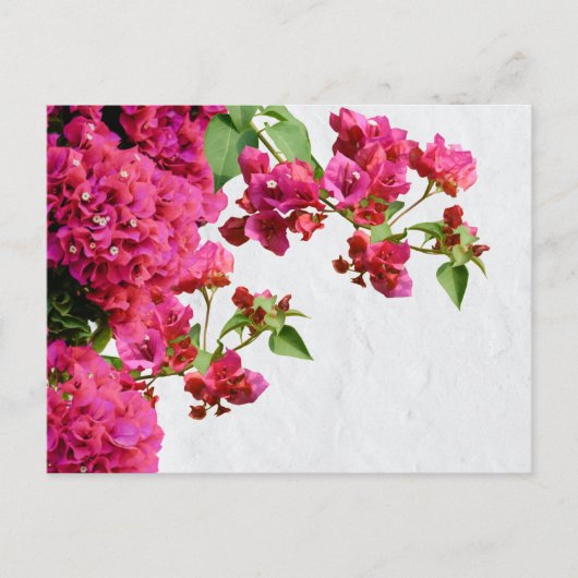 Bougainvillea Floral — Grieks eiland Feestdagenkaart (Voorkant)