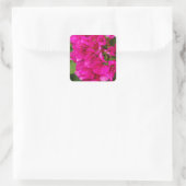 Bougainvillea Floral Stickers (Tas)