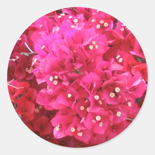 Bougainvillea Flower Sticker (Voorkant)