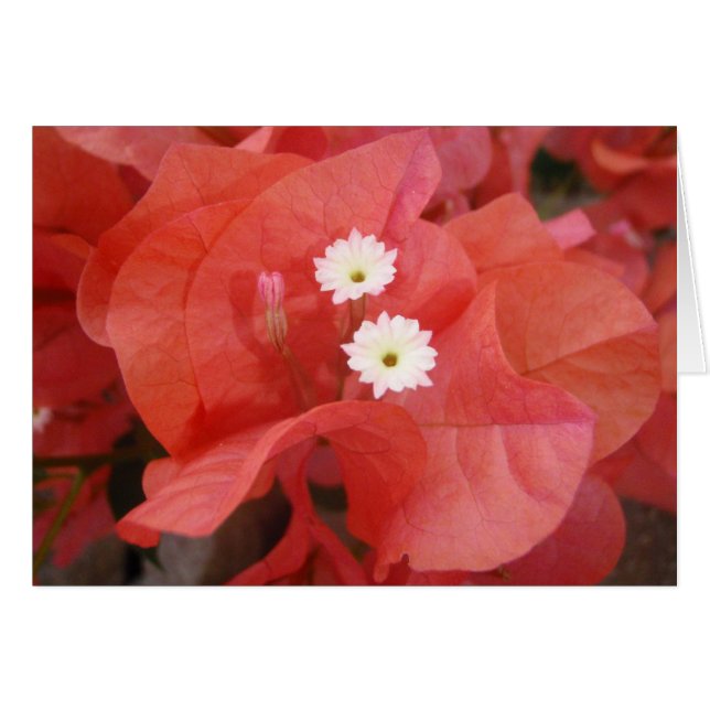 Bougainvillea Flowers (Voorkant Horizontaal)