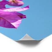 Bougainvillea Flowers Poster (Hoek)