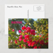 Bougainvillea in Bucerias Briefkaart (Voorkant / Achterkant)