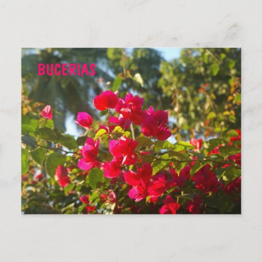 Bougainvillea in Bucerias Briefkaart (Voorkant)