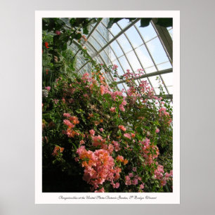 Bougainvillea in de United States Botanic Garden Poster