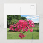 Bougainvillea in een mandje briefkaart (Voorkant / Achterkant)