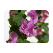 Bougainvillea Magneet (Horizontaal)