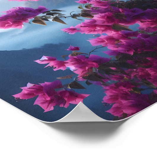 bougainvillea natuur blauwe lucht poster (Hoek)