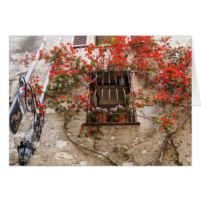 Bougainvillea op Window (Voorkant Horizontaal)