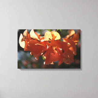 Bougainvillea (perzikafsluiting) canvas afdruk