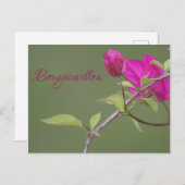 Bougainvillea Pink Elegant Australian Briefkaart (Voorkant / Achterkant)