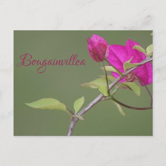 Bougainvillea Pink Elegant Australian Briefkaart (Voorkant)