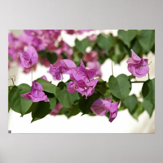 Bougainvillea Poster (Voorkant)