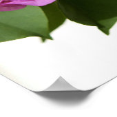 Bougainvillea Poster (Hoek)
