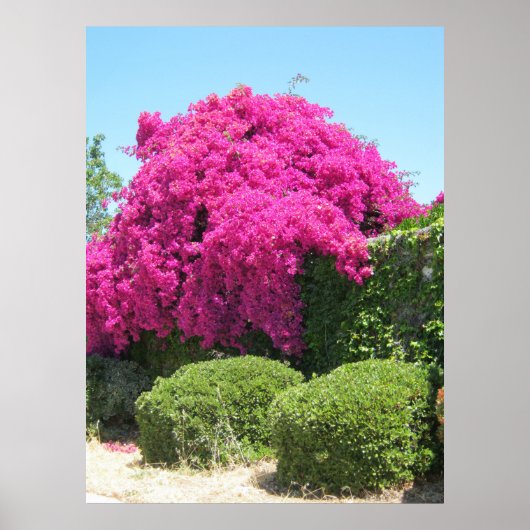Bougainvillea Poster (Voorkant)
