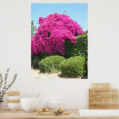 Bougainvillea Poster (Keuken)