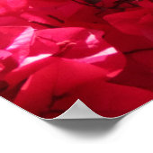 Bougainvillea Poster (Hoek)