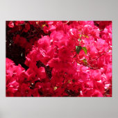 Bougainvillea Poster (Voorkant)