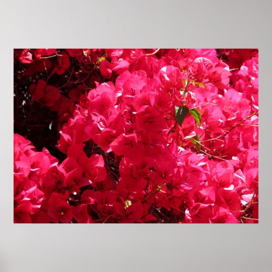 Bougainvillea Poster (Voorkant)