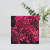 Bougainvillea Red Tropical Vining Shrub Foto Kaart (Staand voorkant)