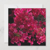 Bougainvillea Red Tropical Vining Shrub Foto Kaart (Voorkant)