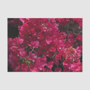 Bougainvillea Red Tropical Vining Shrub Foto Tissuepapier