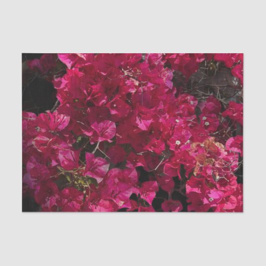 Bougainvillea Red Tropical Vining Shrub Foto Tissuepapier (Voorkant)