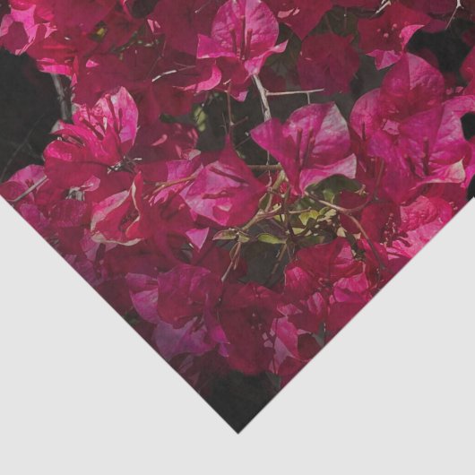 Bougainvillea Red Tropical Vining Shrub Foto Tissuepapier (Detail)