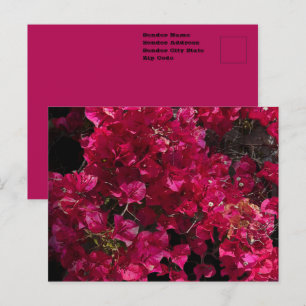 Bougainvillea Rode Tropische Klimmende Heester Fot Briefkaart